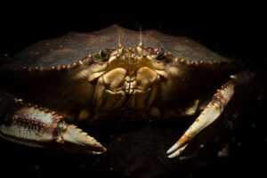 dungeness_crab_with_dark_background.jpeg