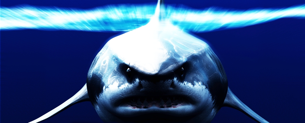 megalodon-shark.jpg