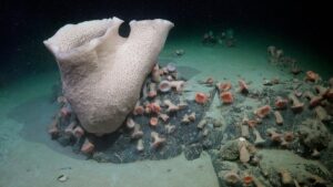 sponges-and-anemones.jpg