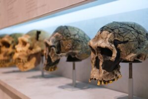 various-ancient-human-skulls.jpg